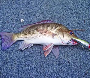 The Lucky Craft Bevy Shad is an awesome fringe lure when the water is just starting to get too deep. It’s suspending, deeper diving nature is perfect for the last run before you head to the snags.